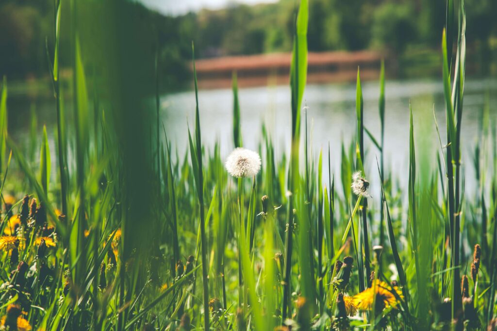 A cluster of blooming dandelions and wild plants symbolizing the beauty of imperfection and emotional growth through therapy.